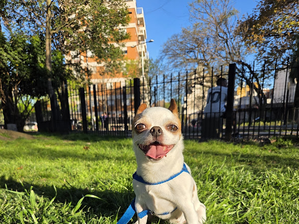 Mascota de Maxi R