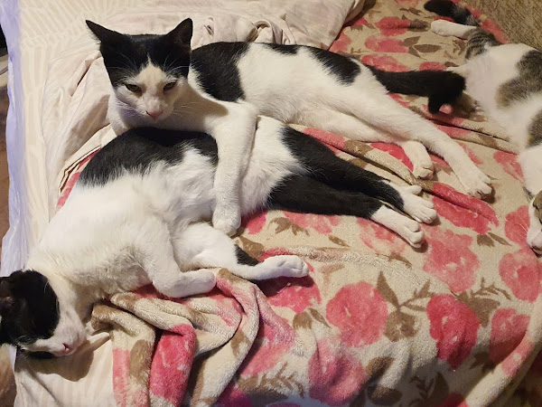 Mascota de Noelia Soledad Demichelli