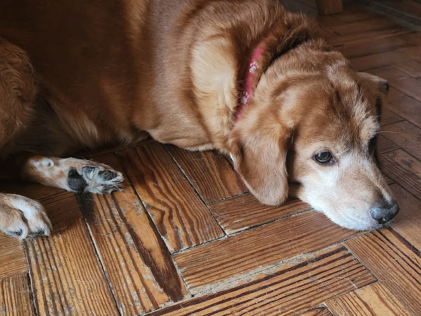 Mascota de Silvia Corvalan